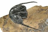 Huge, Onnia Trilobite Fossil - Top Quality Specimen #344467-1